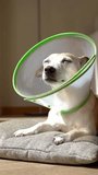 small white elderly dog with gray hair lies on pillow on floor in apartment in living room with veterinary cone elizabeth collar. relaxing enjoying the sun, closing eyes. Vertical video footage