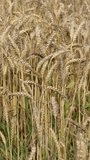 A lot of ripe wheat spikelets are swaying in the wind in an Irish farmer's field. Wheat plant close-up. Ripe cereal crops. Vertical.
