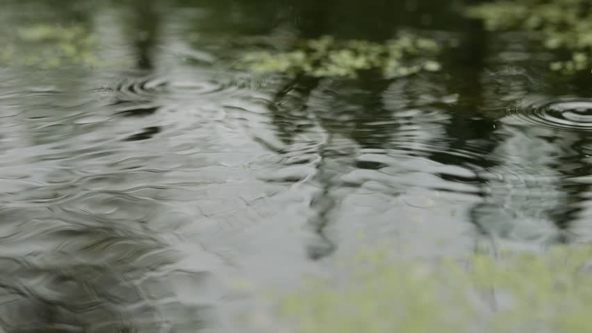 Raindrops fall on the water surface. Circles on water are formed from drops. texture landscape.