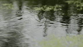 Raindrops fall on the water surface. Circles on water are formed from drops. texture landscape. - Powered by Shutterstock - Get 15% off with code: PIKWIZARD15