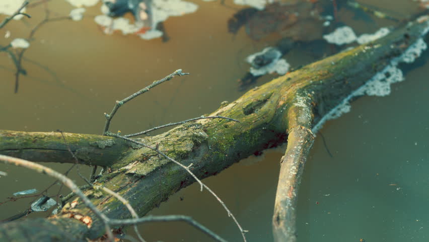 Dead Tree In Lake In Springtime. Tree Trunk Capped With Moss In Floating Water. Old Dead Tree In Water At Sunrise. Steady Cam. Royalty-Free Stock Footage #3486426147
