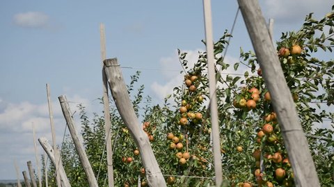 Apple trees with yellow apples in orchard