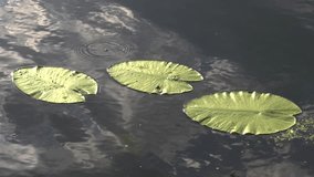 Leaves of water lily on the surface of the water in the river. Spring season. Natural background.