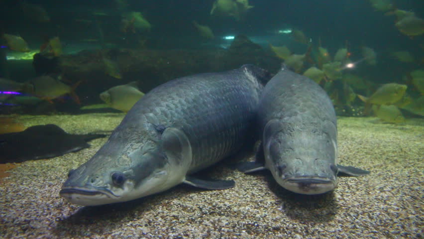 Arapaima fishes are laying on ground, in door Chiangmai Thailand.