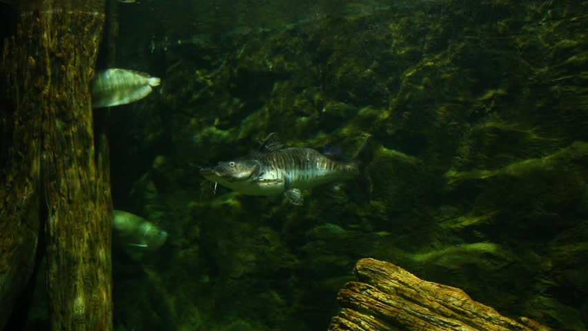 Tiger Shovelnose Catfish is swimming in aquarium , in door Chiangmai Thailand.