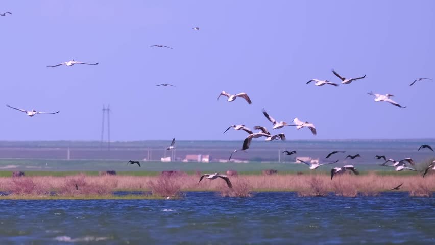 A flock of pelican birds takes off over the lake. Flying pelicans in the blue sky. Waterfowl at the nesting site.