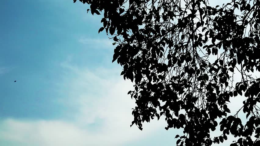 Silhouette of tree branches in the wind