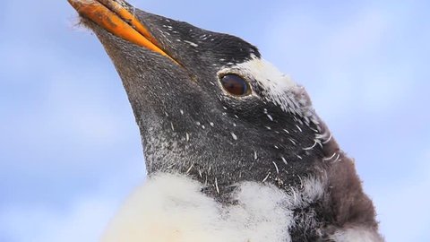 Close Up Of Gentoo Penguin At Bluff Cove Rookery - Falkland Islands