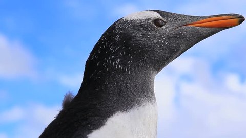 Close Up Of Gentoo Penguin Moving Its Head Around - Falkland Islands