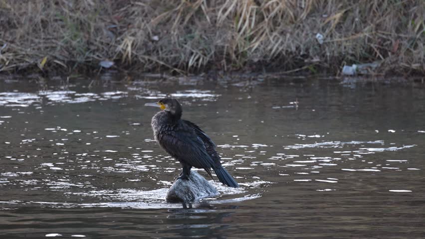 Bird prepares and takes off from river surface