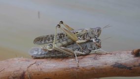 Close up of a mating pair of grasshoppers