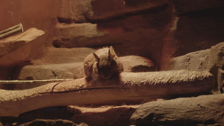 Chacoan mara sleeping on a log at night in the mountains