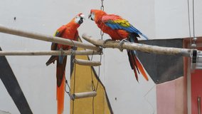 Two parrots Scarlet macaw, colorful birds sitting on a branch