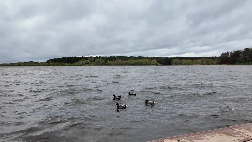 Ducks swimming in a large body of water, dark water and gray sky Royalty-Free Stock Footage #3486738449