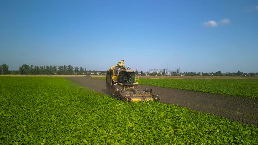 Agriculture - Flying Over the Sugar Beet Field. Sugar Beet Harvest Process