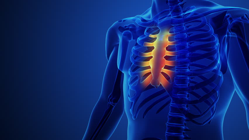 Human anatomy showing sternum and ribs