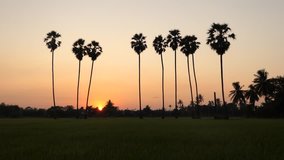 Sugar palm trees in the rice field in the evening.4k video