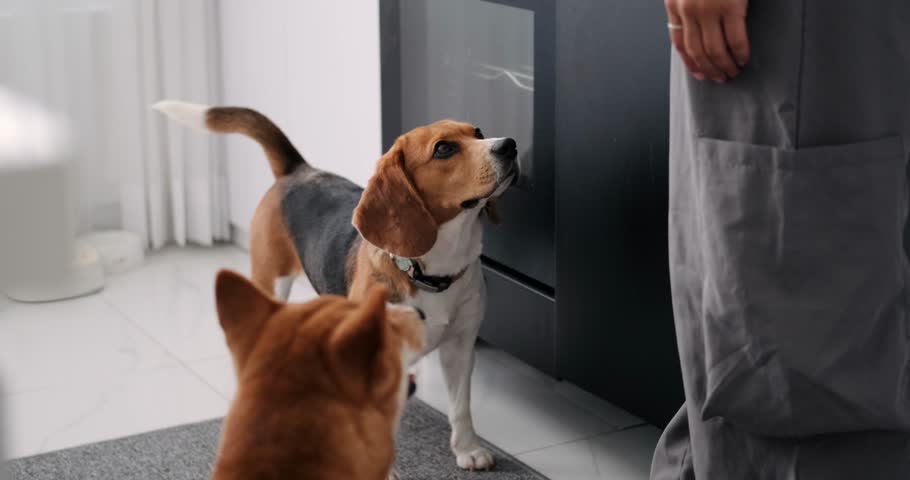 In the kitchen there are two dogs of the Beagle and Shiba Inu breeds standing next to their female owner, who is preparing food, and her dogs begging treats. Preparing to feed dogs.