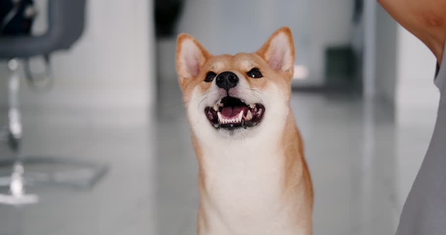 Portrait of a Shiba Inu dog looking at the camera and raising its head up. Ginger colored Akita is a smiling, friendly and healthy purebred dog. Training and teaching teams of dogs of different ages.