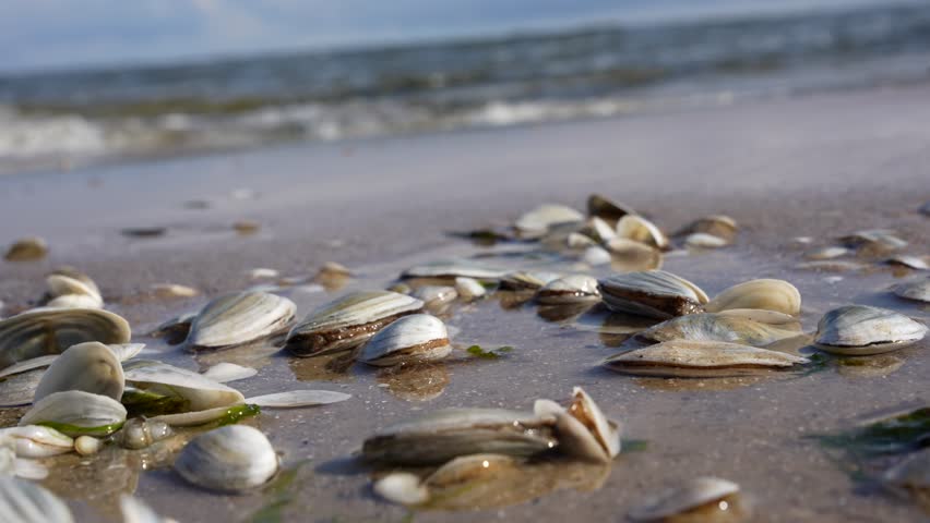 Shells on sea sand washed by sea waves. Seashells on a sandy beach.