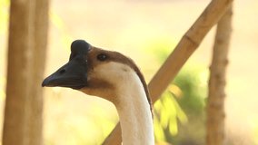 White goose looking., 4k video
