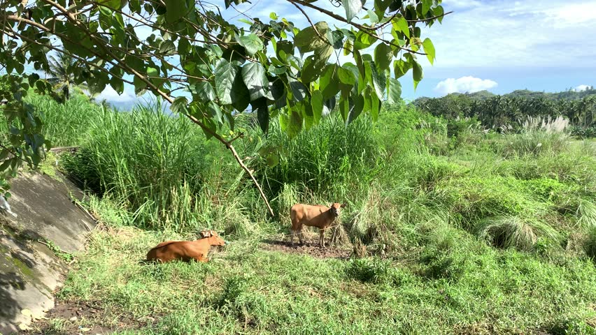 Cattle in a village, countryside life.