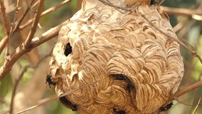 Wasps building a nest on tree in tropical rain forest., 4k video 
