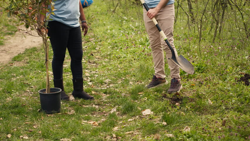 Diverse volunteers team digging holes to plant trees in the woods, working together in unity to protect the environment and preserve natural forest habitat. Activists conserve ecosystem. Camera A.