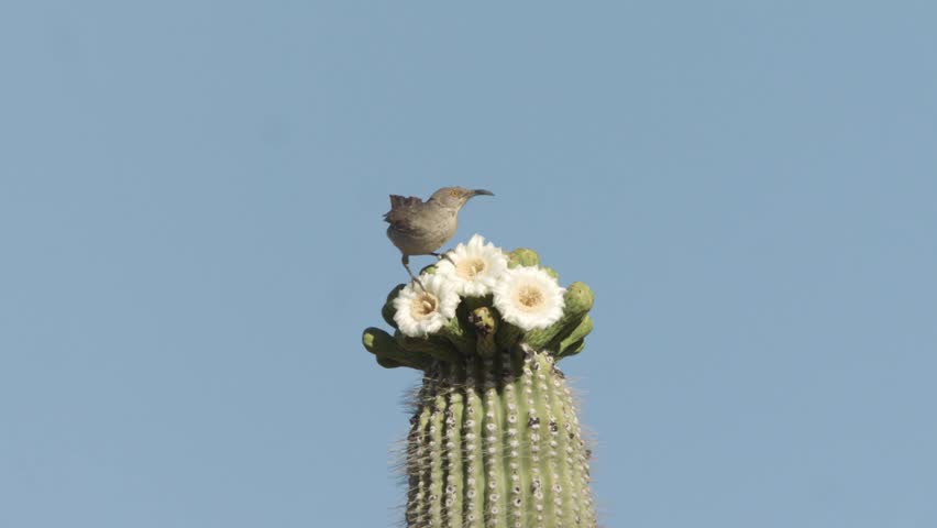 curve billed thrasher on a blossom of a saguaro cactus in the Sonoran desert