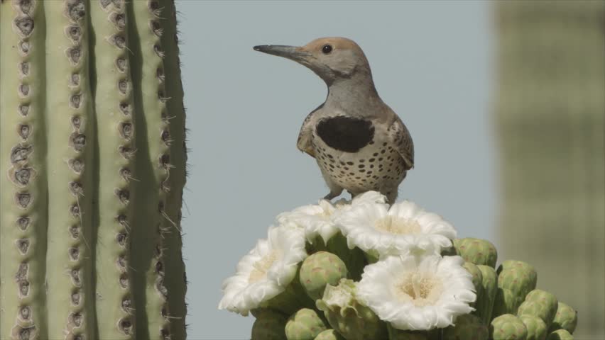 gilded flicker flies away from a saguaro cactus in bloom (slow-motion)