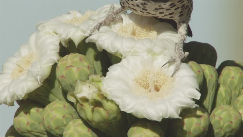 gilded flicker  throws bee away from a saguaro blossom in the Sonoran desert (slow motion)