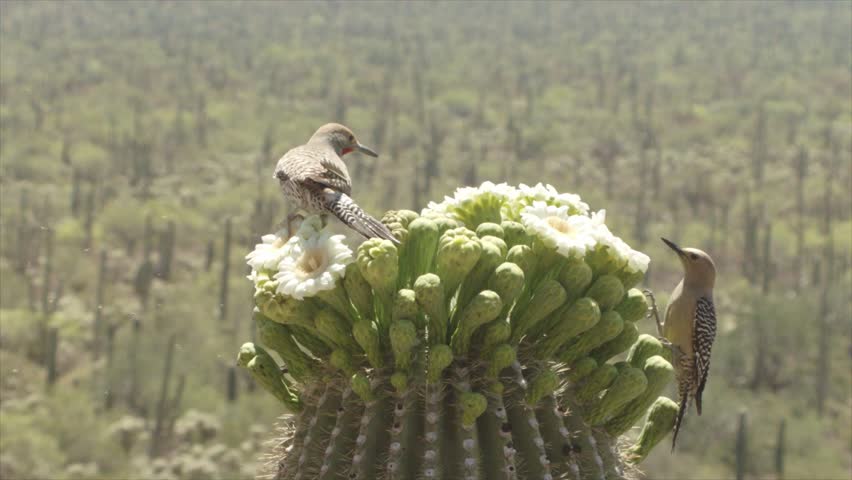 gilded flicker drives away a gila woodpecker from a saguaro cactus in bloom