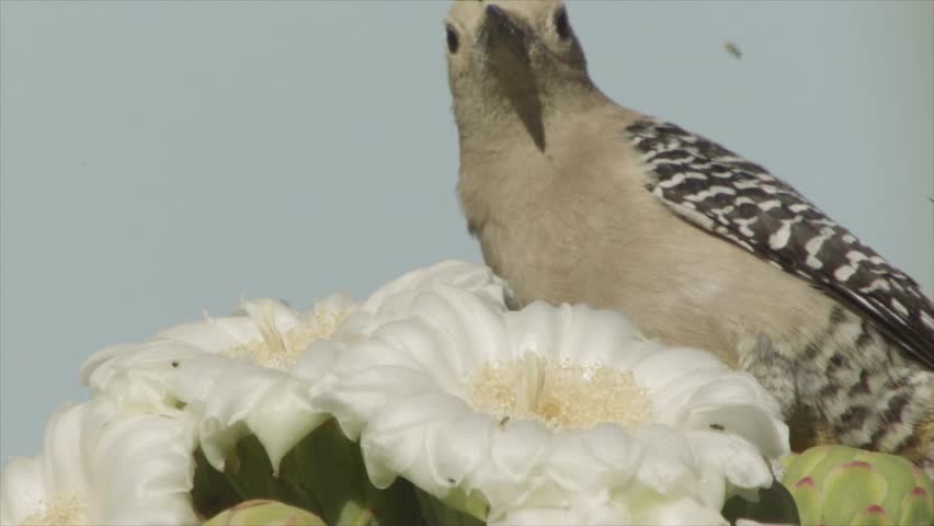 gila woodpecker throws bee away from a saguaro blossom in the Sonoran desert (slow motion)
