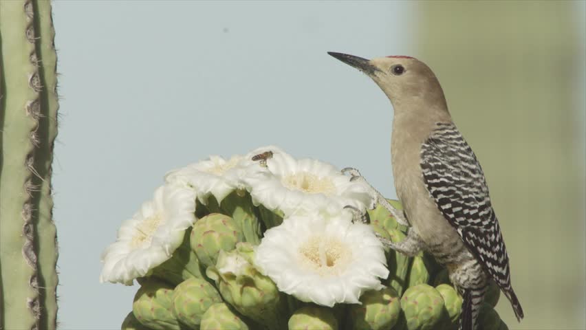 gila woodpecker throws bee away from a saguaro blossom in the Sonoran desert