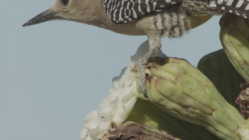 gila woodpecker throws bee away from a saguaro blossom in the Sonoran desert (slow motion)