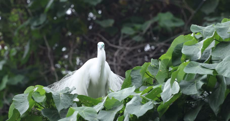 the Egret bird at Tai PO, hong kong