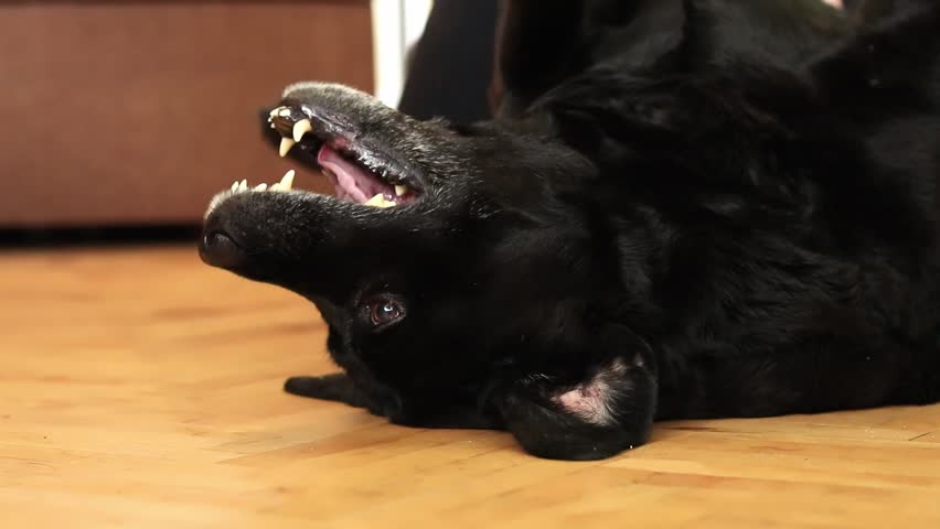 Black Labrador, close-up. Female hands combing a dog with a comb. Brush for combing wool. Seasonal shedding of hair in dogs. Domestic dog. Removing excess undercoat from a dog Royalty-Free Stock Footage #3486979313