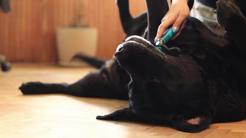 Black Labrador, close-up. Female hands combing a dog with a comb. Brush for combing wool. Seasonal shedding of hair in dogs. Domestic dog. Removing excess undercoat from a dog Royalty-Free Stock Footage #3486979663