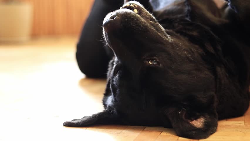 Black Labrador, close-up. Female hands combing a dog with a comb. Brush for combing wool. Seasonal shedding of hair in dogs. Domestic dog. Removing excess undercoat from a dog Royalty-Free Stock Footage #3486980687