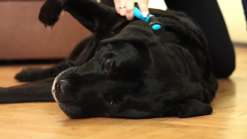 Black Labrador, close-up. Female hands combing a dog with a comb. Brush for combing wool. Seasonal shedding of hair in dogs. Domestic dog. Removing excess undercoat from a dog Royalty-Free Stock Footage #3486980989