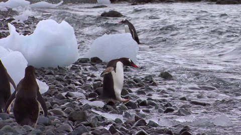 Gentoo Penguin Waddling Into Icy, Antarctic Waters