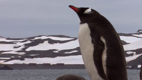 Gentoo Penguin Nesting In Antarctica
