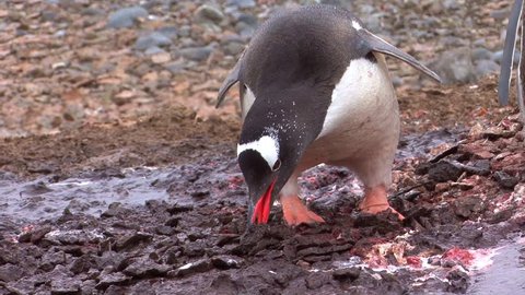 Gentoo Penguin Building a Nest On King George Island, Antarctica