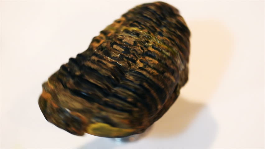 Fossil trilobite rotates against a white background