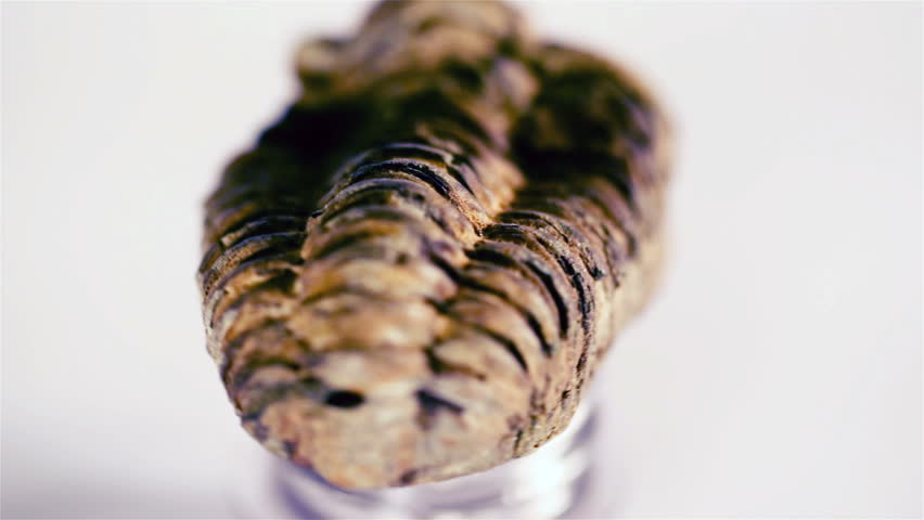Fossil trilobite rotates against a white background