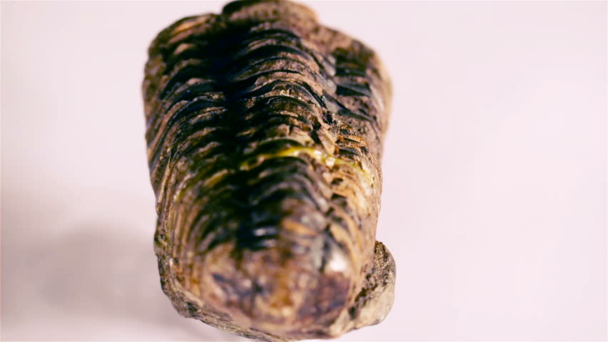 Fossil trilobite and white background.