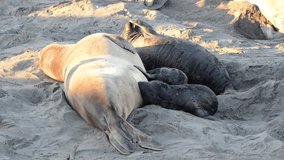 HD Video of Female elephant seal with 3 pups nursing on a beach in California. Pups nurse about four weeks are weaned abruptly then abandoned by their mother, pups abandoned try nursing off other moms