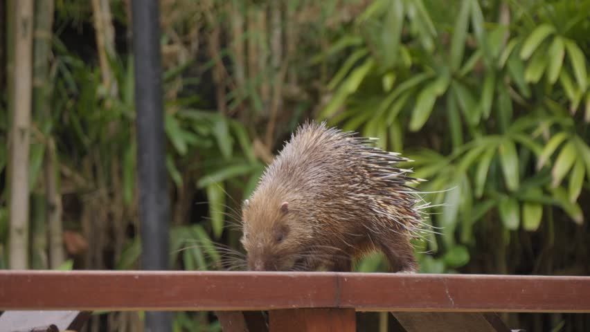 Sunda porcupine or Javan porcupine. Close-up