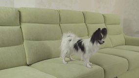 Young dog breeds Papillon Continental Toy Spaniel dog catches a big ball and plays stock footage video
