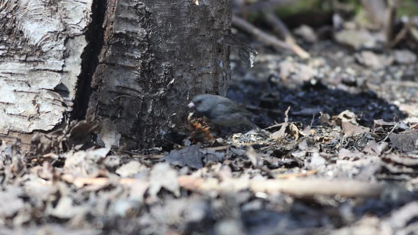 Black-eyed Junco (junco hyemalis) in the forest. Dark-eyed Junco searching for seeds on the ground under leaves